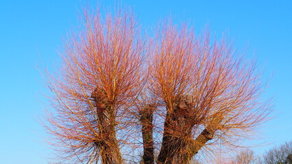 Copa de árbol de ramas secas con colores de otoño y fondo de cielo azul