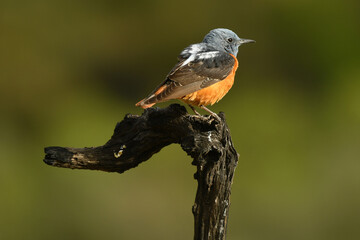 roquero rojo en la sierra abulense