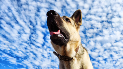 Dog German Shepherd and blue sky with white clouds on background in sunny day. Russian eastern European dog veo