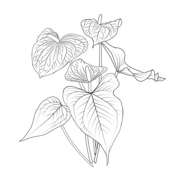 line art anthurium flowers on white clip art preview