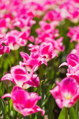 Spring background with blooming tulip field. Beautiful blossom pink tulips flowers field