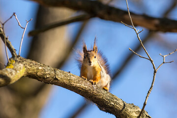 squirrel on a tree