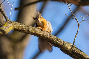 Fototapeta premium squirrel on a branch