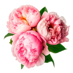 Beautiful peonies. Pink flowers isolated. Generative AI