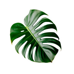 Monstera leave. Generative AI