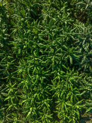 Banana tree plantation farm from above