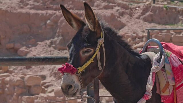 donkey in the desert