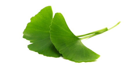 Ginkgo biloba green leaf isolated on white