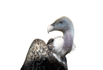 isolated vulture or condor seen in profile