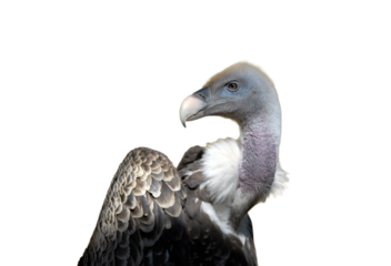 isolated vulture or condor seen in profile