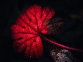 zdjęcie makro podświetlonego czerwonego liścia - obrazy, fototapety, plakaty