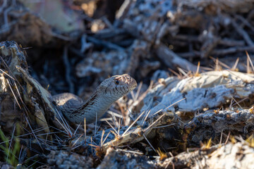 Sonoran gopher snake, Pituophis catenifer, hunting for packrats on prickly pear cacti with large thorns. A large snake in the Sonoran Desert with yellow and orange coloration. Tucson, Arizona, USA.