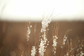 grass in the morning