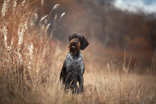 hunting