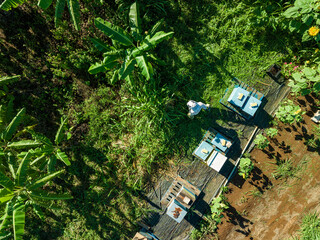 Banana tree plantation and bee apiary farm from above