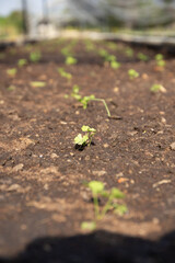 Farm Plants growing with soil