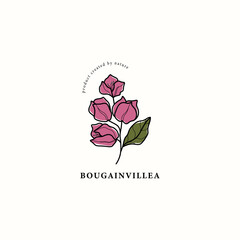 Line art bougainvillea flower drawing - obrazy, fototapety, plakaty