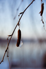 zamarznięta kropla wody na leszczynie © Leszek