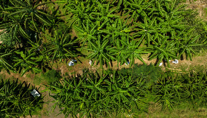 Banana tree plantation farm from above