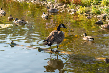A Canada Goose Standing On A Log In The Sanctuary Pond