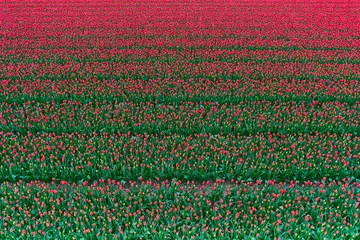 Fotobehang large field of red tulips in the netherlands. High quality photo © Florian Kunde