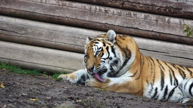 tiger combing its fur