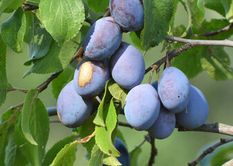 Tree branch with ripe plums