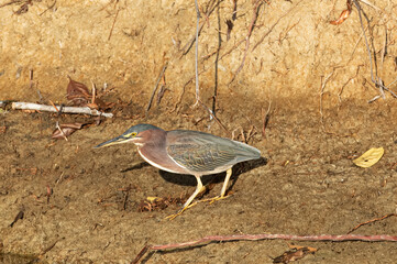 green heron walking by stream
