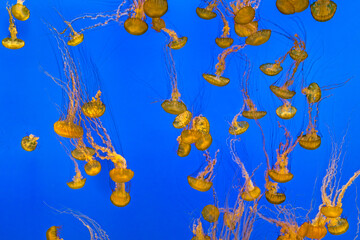 Fototapeta na wymiar jelly fishes swimming in the blue ocean