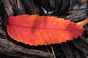 Red elm leaf on bed of dark wood chips