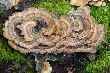 colorful large mushroom on a rotting tree trunk