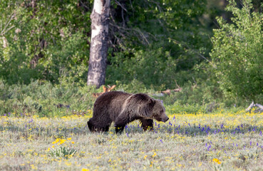 Grizzly bear in a meadow