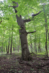 unique old tree in the forest