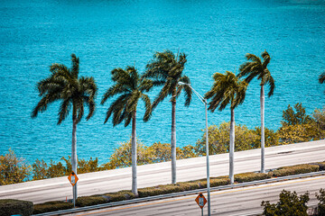 palm trees on the beach