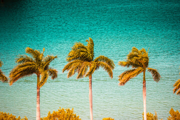 tropical island with palm trees