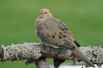 Mourning dove on perch resting and preening