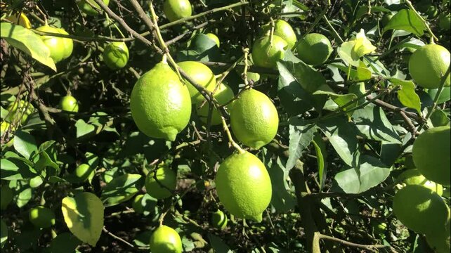 Photo of the lemon fruit growing on the plant before being cut for sale and use. green lemon leaves