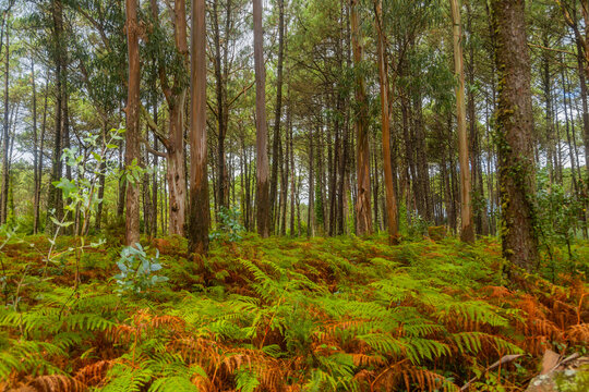 the way of santiago forest © Rui Vale de Sousa