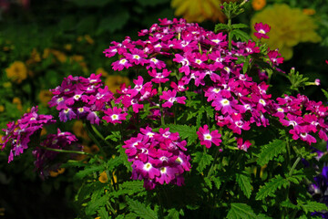 rosafarbene Verbenen