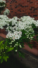 Fototapeta na wymiar Spring hawthorn flowers. 