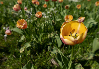 Beautiful tulips in spring park