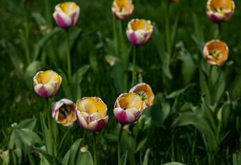 Beautiful tulips in spring park