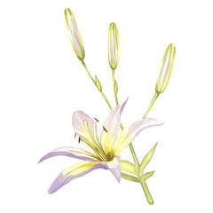 Fototapeta na wymiar White lilies. Watercolor illustrations of delicate white flowers. Clipart for design save the date, wedding invitations, stickers, banners, blog decor, greeting cards.