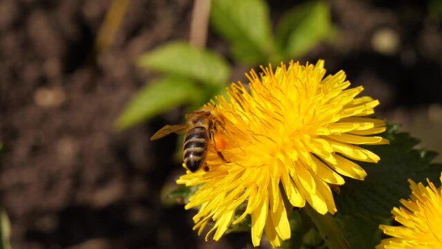 bee collects nectar from a dandelion flower
