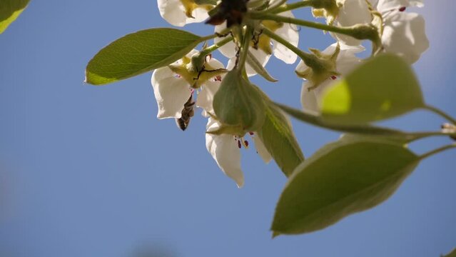 a bee collects nectar from the blossoms of fruit trees