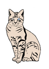 Cat drawing  
