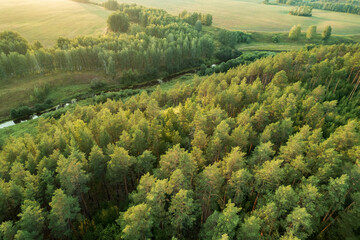 Fototapeta na wymiar pine forest river and field, landscape on a summer day aerial view