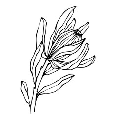 Linear sketch of protea flowers.Vector graphics.