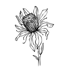 Linear sketch of protea flowers.Vector graphics.