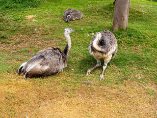 Ostriches resting on the grass, African safari concept